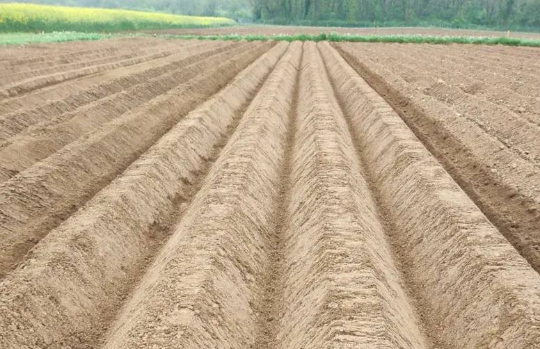buttes de pommes de terre