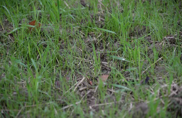 Plantules de ray grass dans des jeunes plantes de blé 