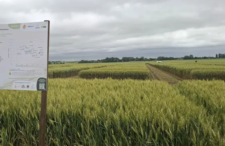 parcelle d’essais variétés céréales à paille