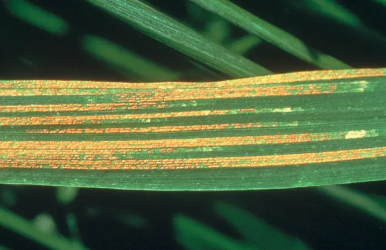 pustules de rouille jaune sur feuille de blé tendre
