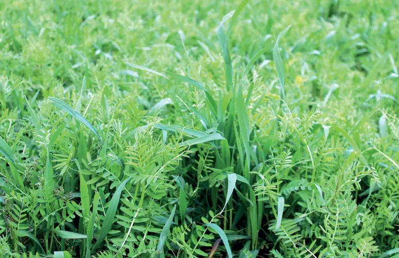 Couvert végétal avec légumineuses