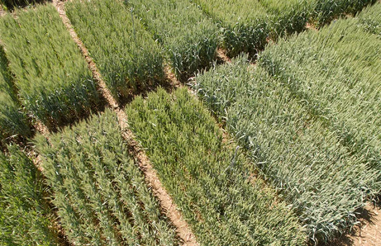 Sensibilité des variétés de blé tendre au chlortoluron : le classement 2025