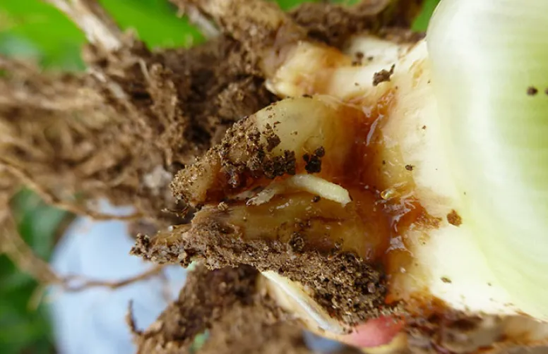 Chrysomèle du maïs : quelles méthodes de lutte ?