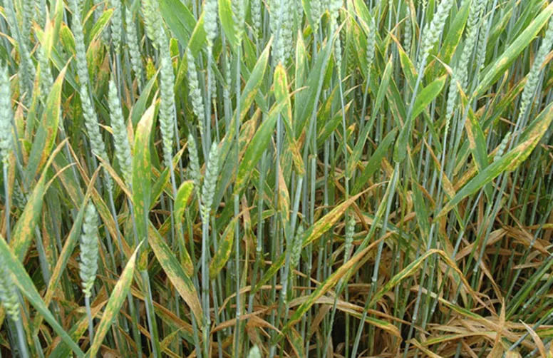 Symptômes de septoriose sur feuilles de blé