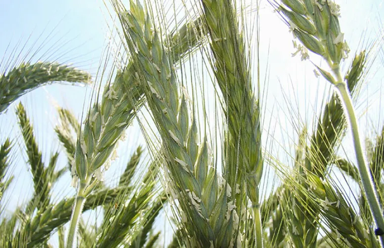 Les premiers résultats 2025 des variétés de triticale