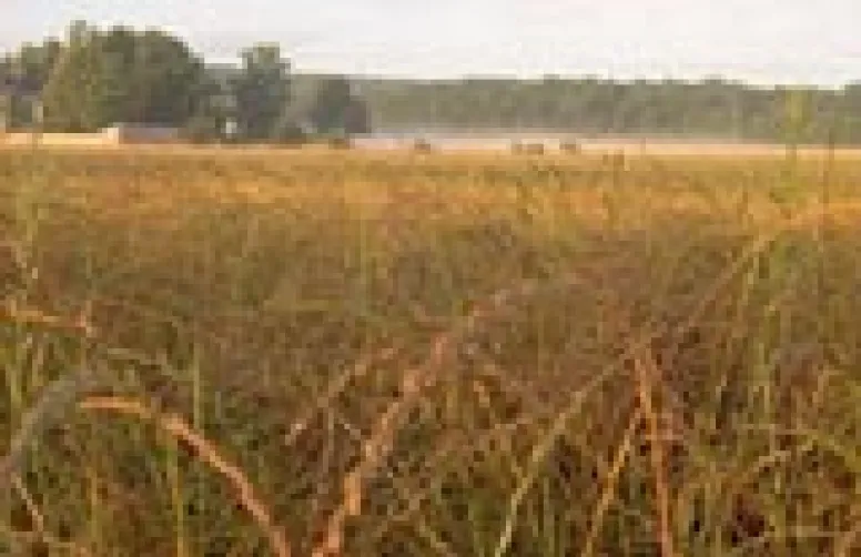 Diagnostiquer au champ la résistance du ray-grass