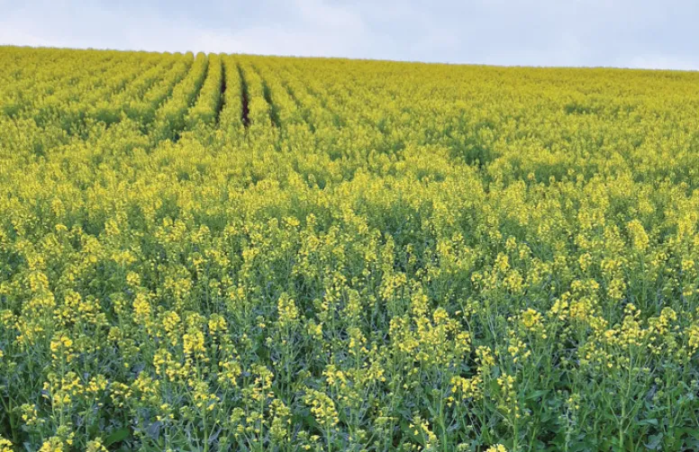 Colza bio : comment assurer sa productivité ?