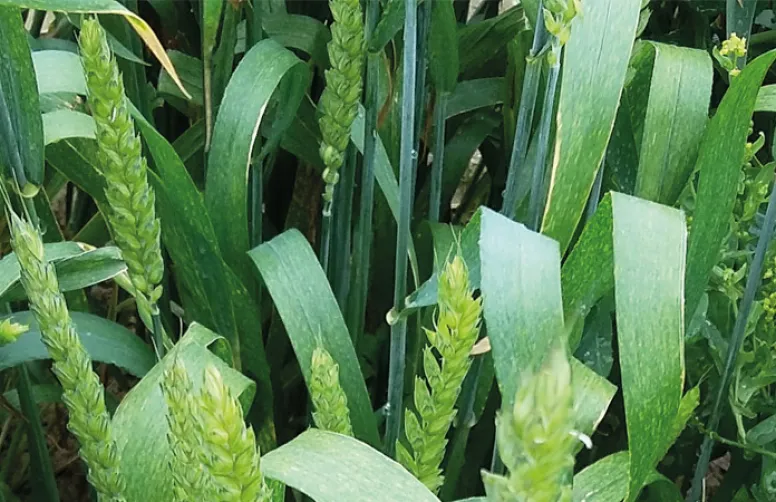Évaluation des variétés de blé tendre d'hiver inscrites en 2019