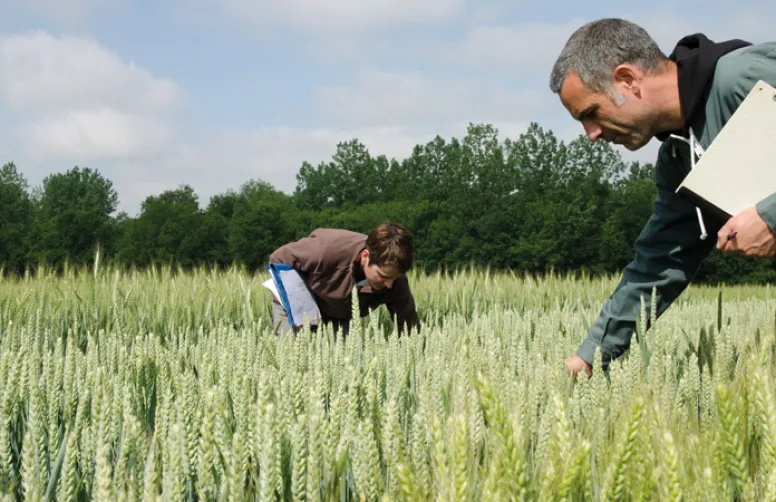 Recommandations régionalisées et choix des variétés de blé tendre