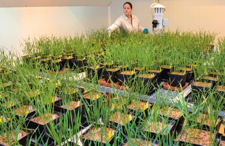 Évaluation des variétés de blé tendre d'hiverinscrites en 2020