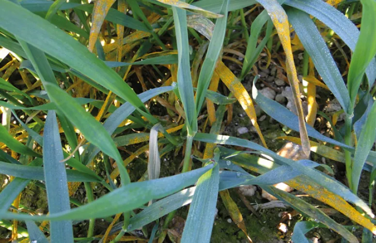 Arvalis passe en revue les variétés de triticale