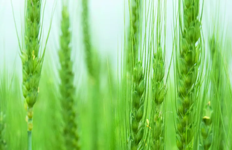 Blé tendre bio : comment répondre aux critères de qualité demandés