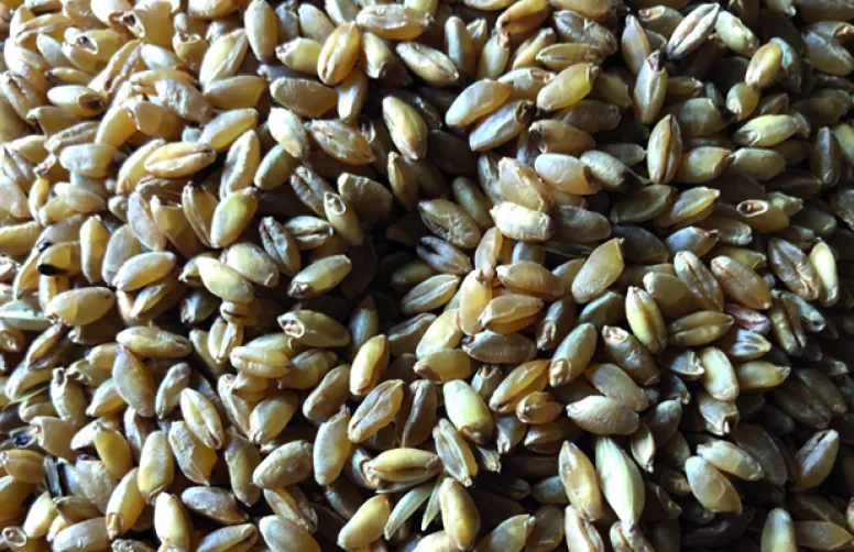 Blé dur bio : la production & la recherche doivent s'intensifier