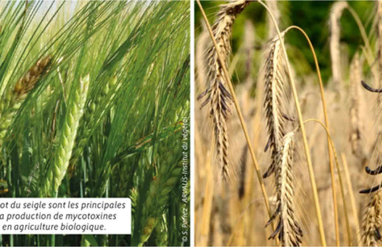 Assurer la qualité sanitaire des céréales en bio