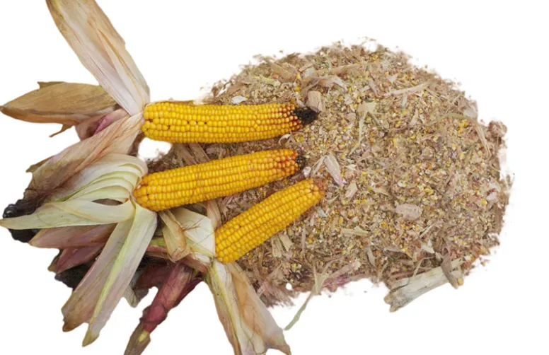 Récolter et valoriser l'ensilage de maïs épi