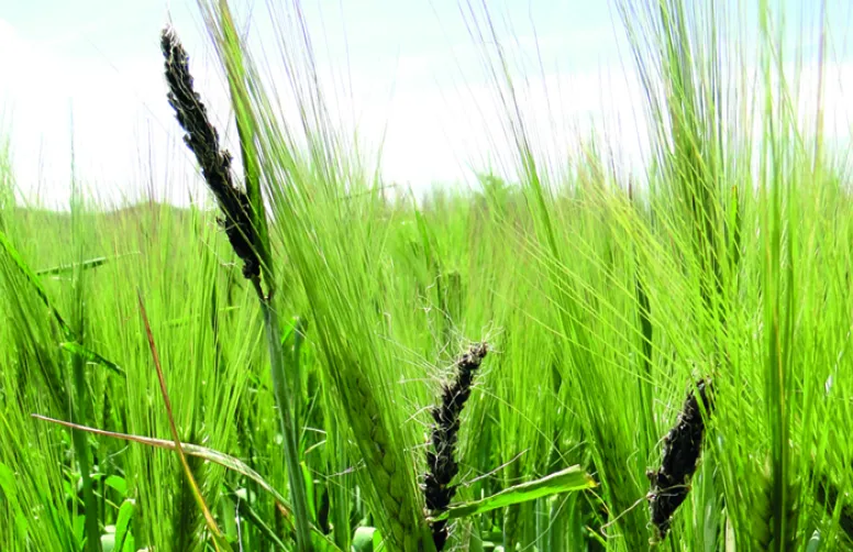 Gamme fongicide pour les semences des céréales à paille élargie