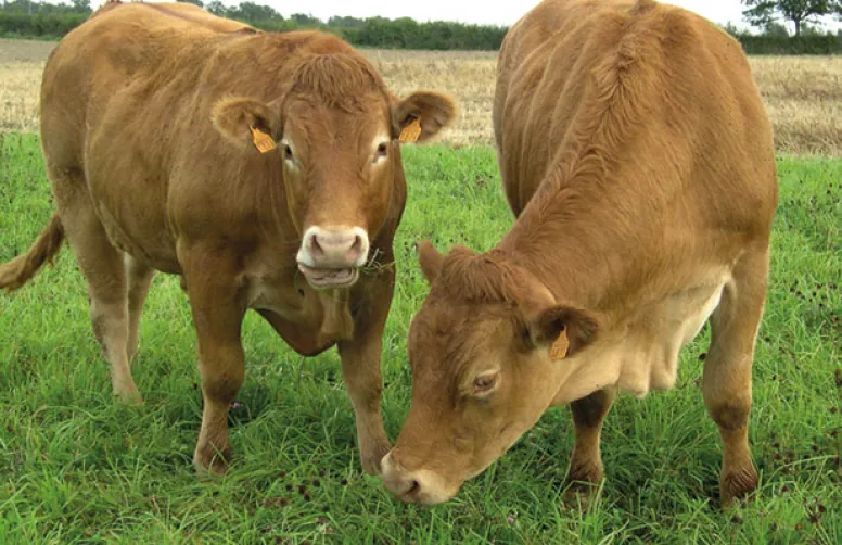 Produire des bœufs limousins en bio