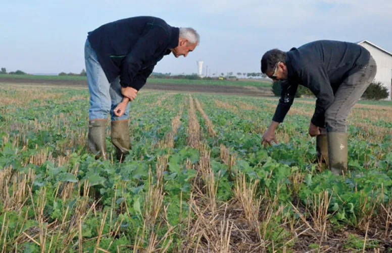 Savoir repérer les ravageurs d'automne du colza