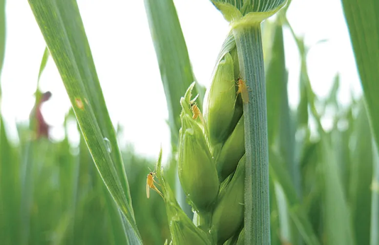 L'agroécologie appliquée à la régulation des ravageurs