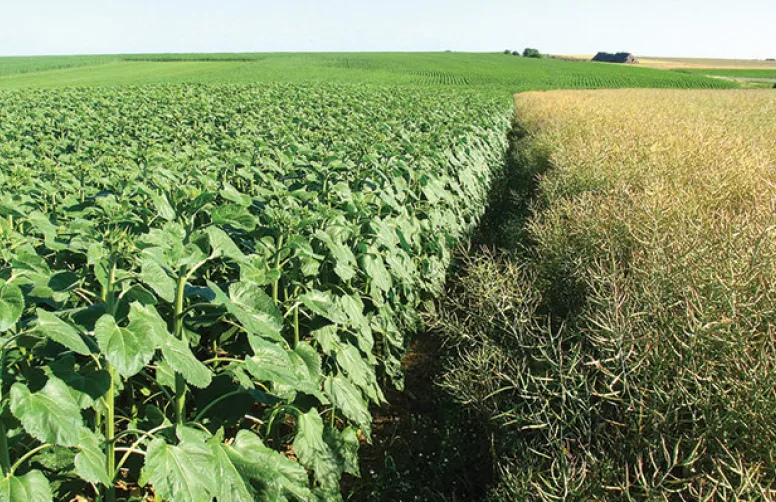 Les atouts d'un tournesol dans la rotation