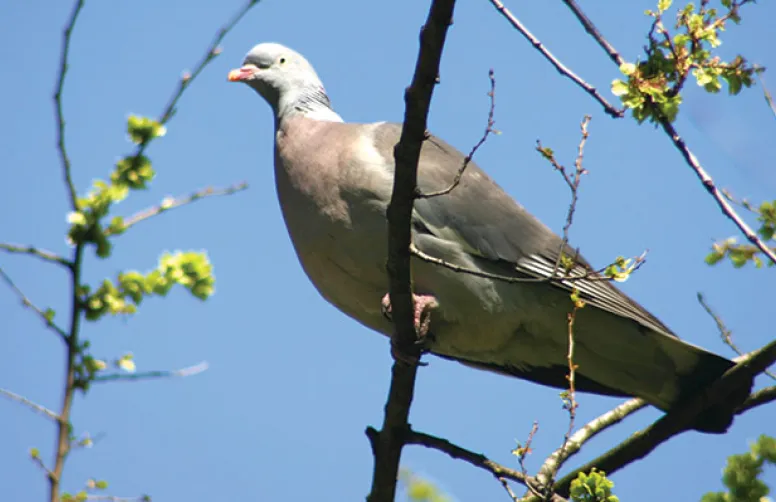 Nuisibilité des oiseaux à la levée du tournesol et leviers de lutte