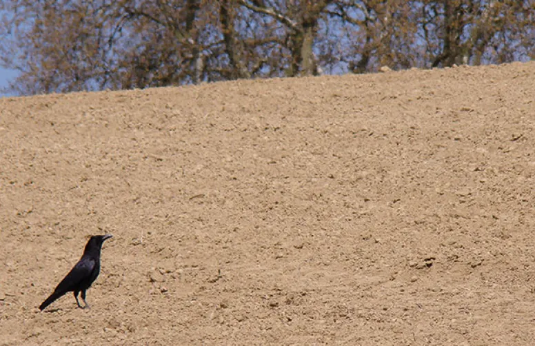 Etat des lieux de la protection des maïs contre les corvidés