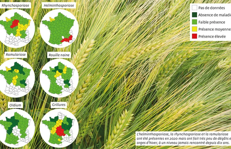 Orges d’hiver: les fongicides évalués en faible pression de maladie