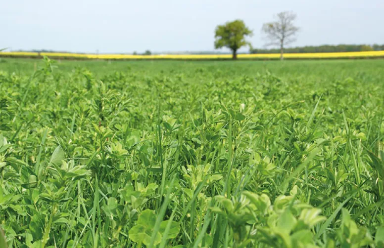 Susbtitution partielle du maïs par de l'herbe en bovins viande