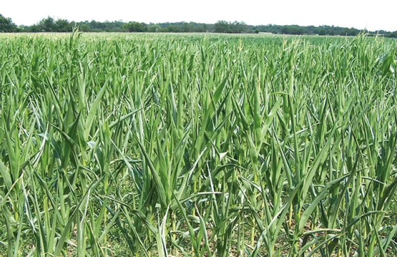 Bilan de campagne des maïs grain et fourrage