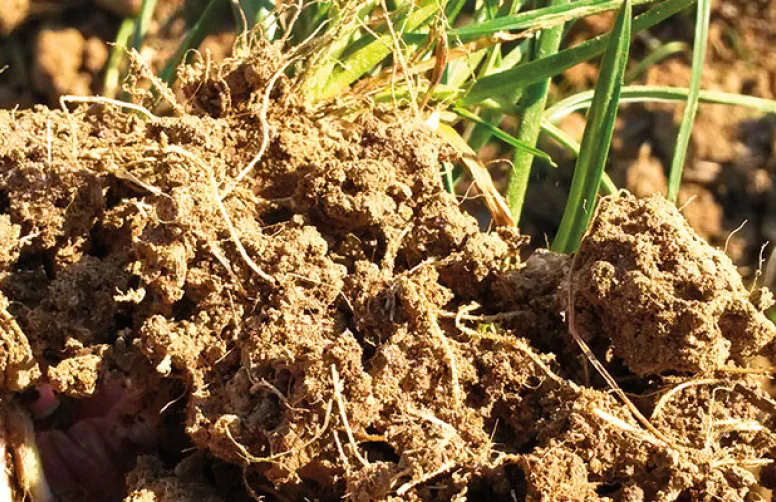 Le désherbage des annuelles sans ou avec très peu de glyphosate