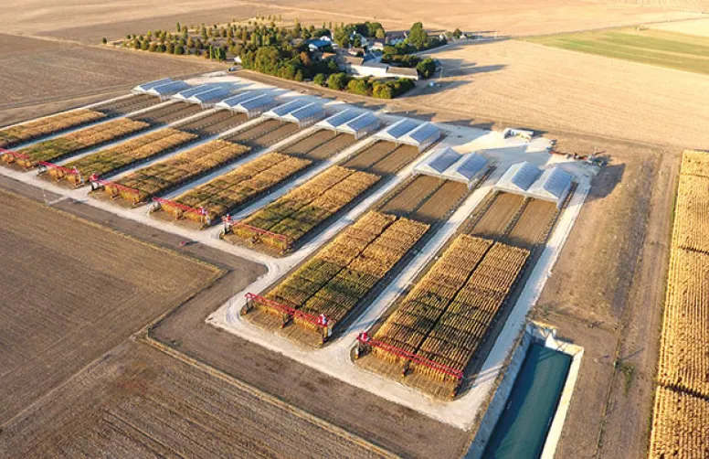 Mieux prédire le comportement des variétés face au déficit hydrique
