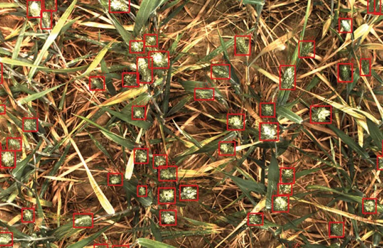 Le comptage des plantes robotisé
