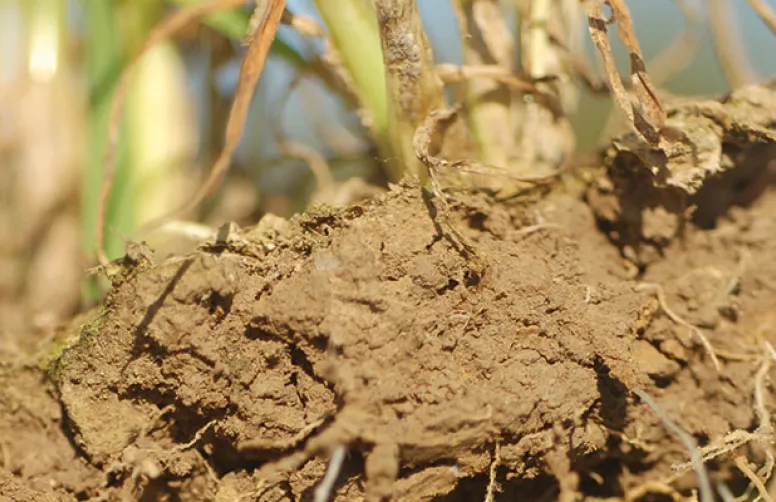 Des variétés et des conduites moins gourmandes & adaptées au climat