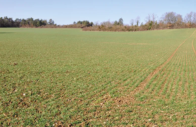 Comment améliorer l'efficacité des sulfonylurées sur vulpin