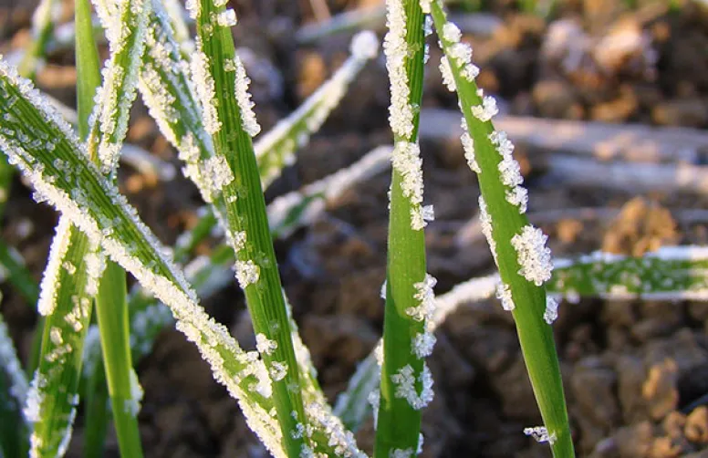La sortie d'hiver, une période cruciale pour les céréales à paille