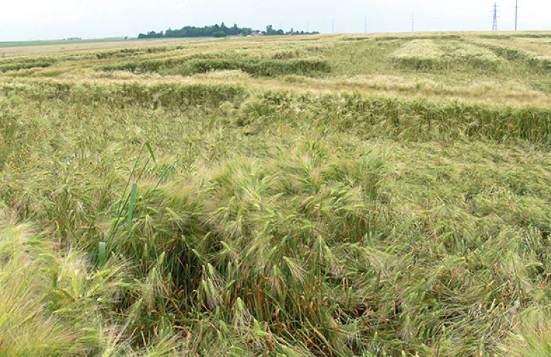 Orge d'hiver: limiter le risque, combiner les leviers agronomiques