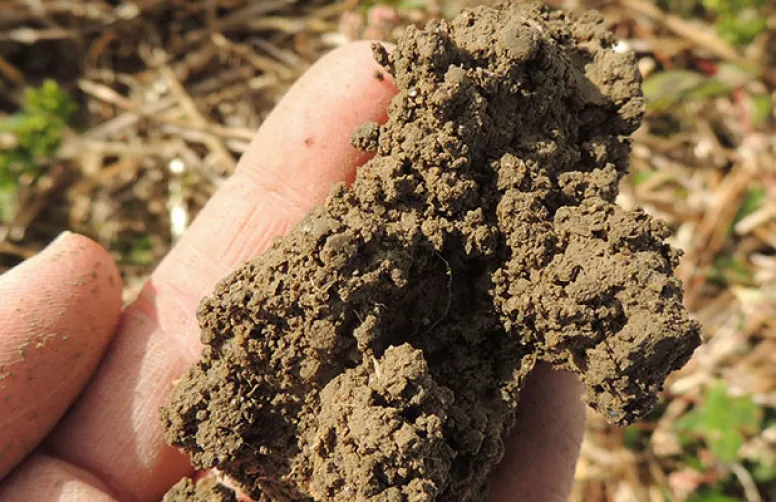 Qu'est-ce qui rend un sol plus fertile ?