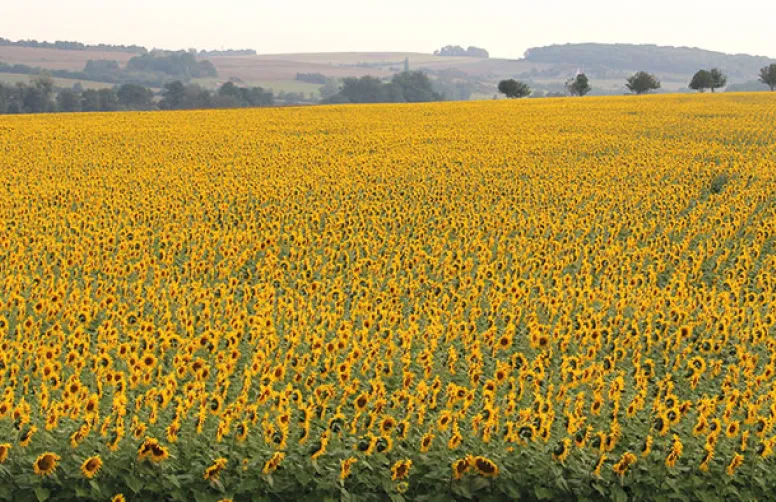 Innovation & agriculture: deux piliers de la transition écologique