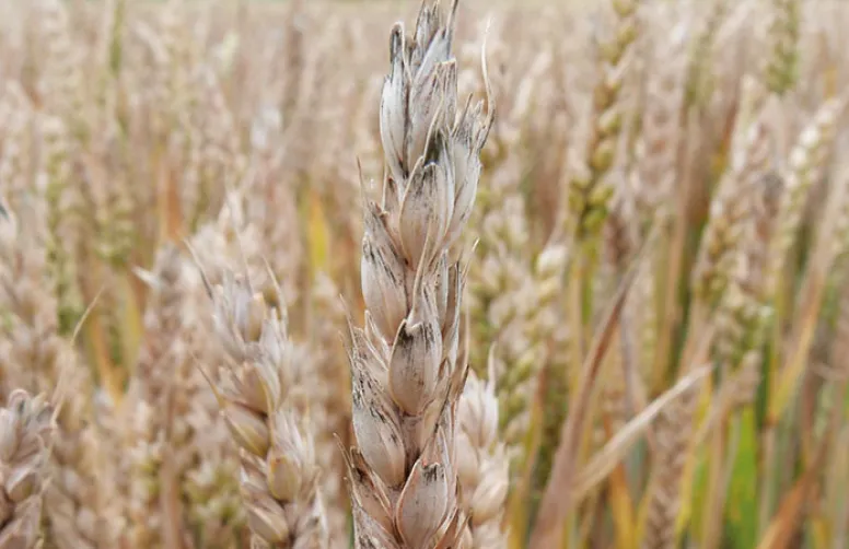 Comment évoluera le taux de fusariotoxines avec le climat ?