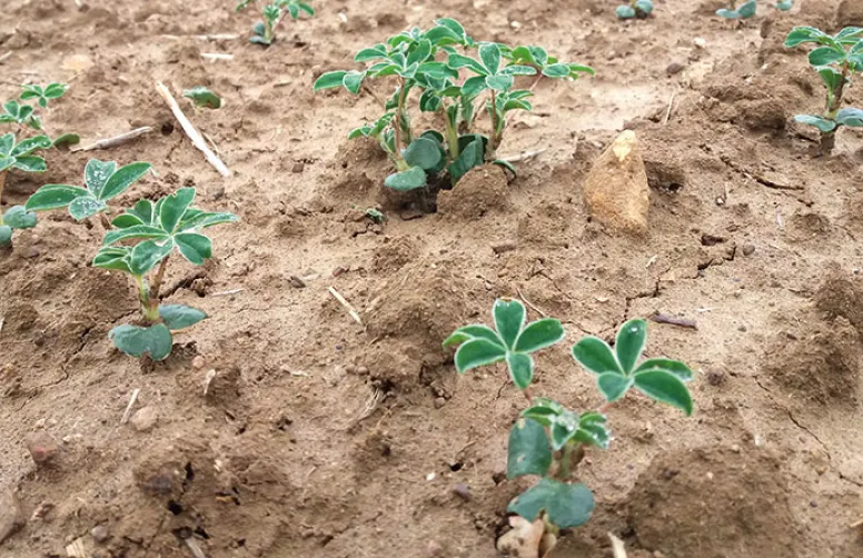 Semer le lupin blanc en conditions optimales