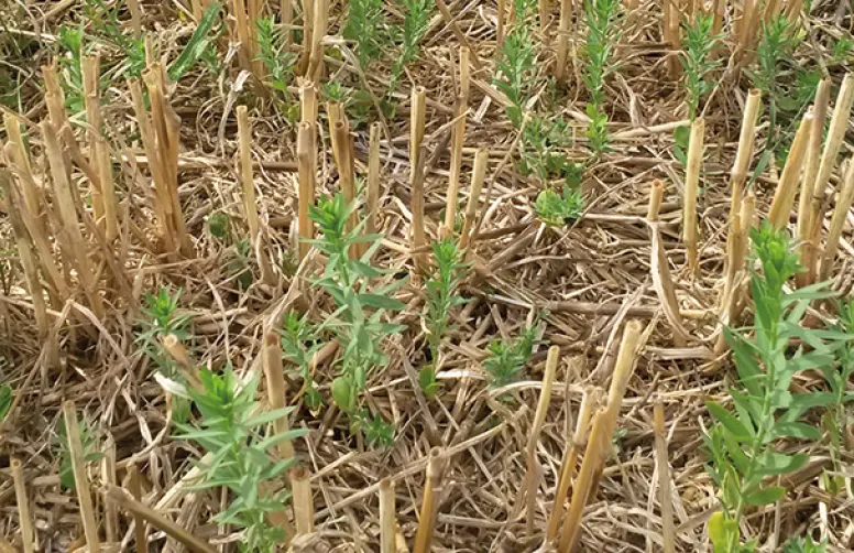 Semer le couvert juste avant ou après la moisson des céréales d'hiver
