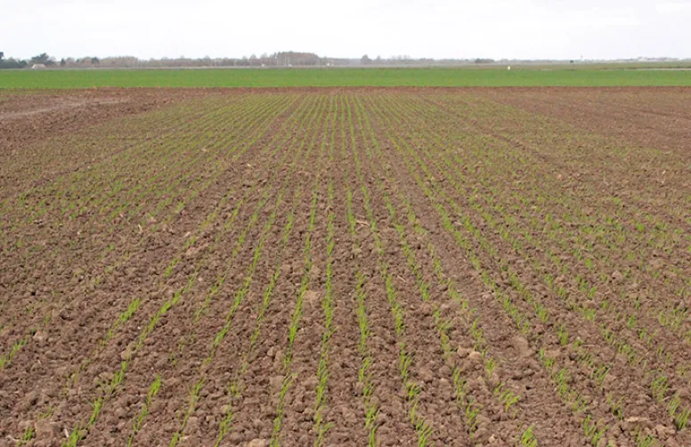 Choix des variétés de triticale : bilan des essais 2020