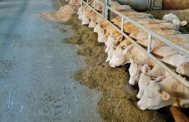 Alimentation animale: double ration 1 jour sur 2 pour jeunes bovins