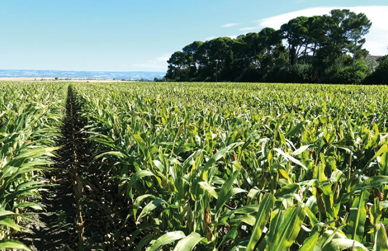 Protéger le maïs semence de façon durable