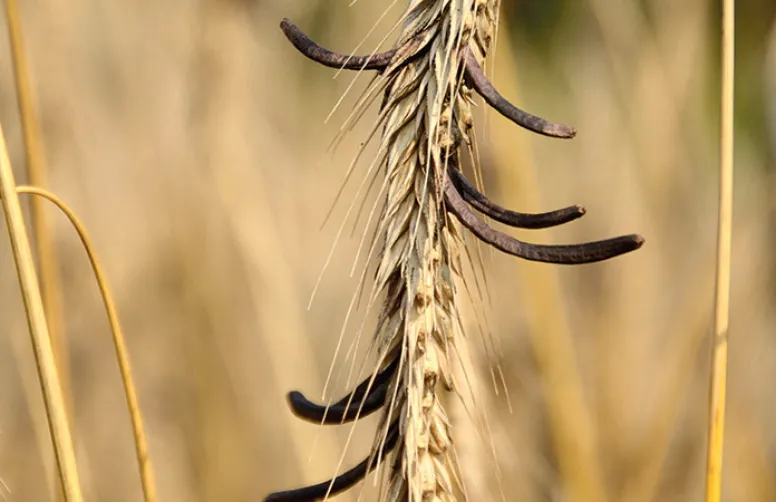Evaluer le risque d'ergot sur le seigle