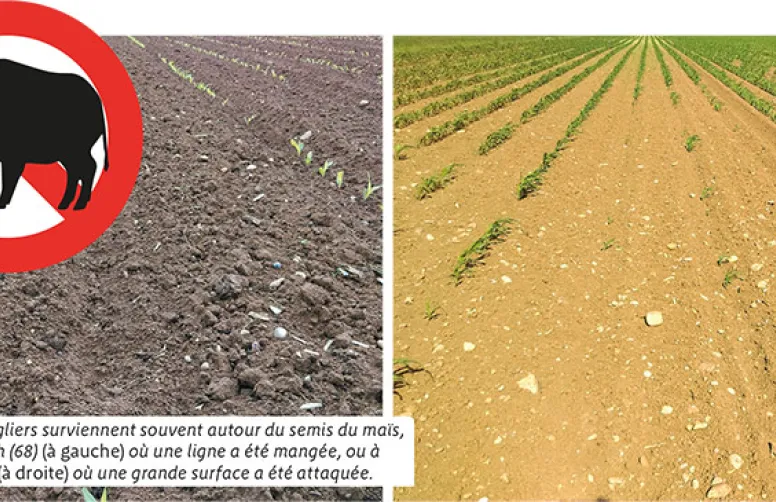 Conduite du maïs: éviter les dégâts de sangliers
