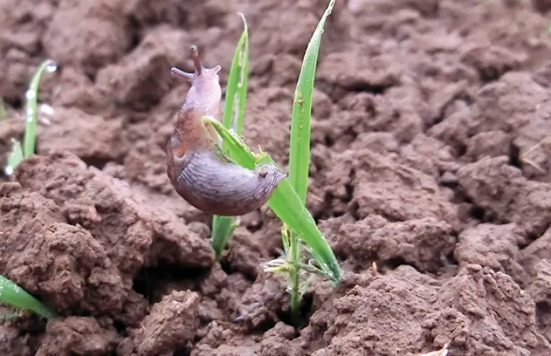 Evaluer le risque agronomique pour lutter contre les limaces