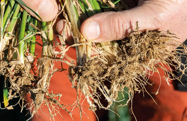 Effets du microbiote sur la croissance & la santé de la plante