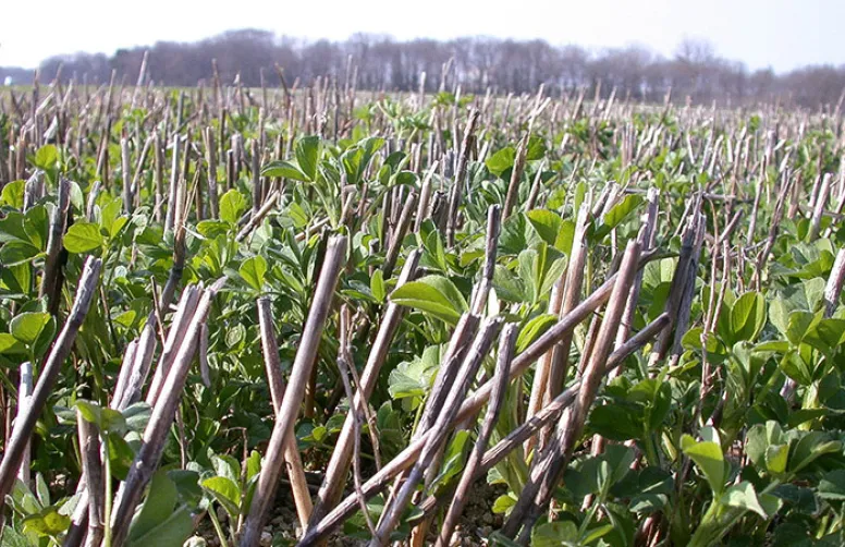 Les ambitions de l'agroécologie en agriculture