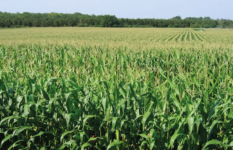 Conduite du maïs grain sous l'effet du réchauffement du climat